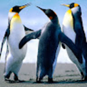 Meet your Posher, Niki